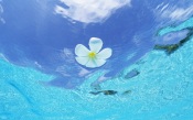 Maldives, Flower Frangipani Floating In The Sea
