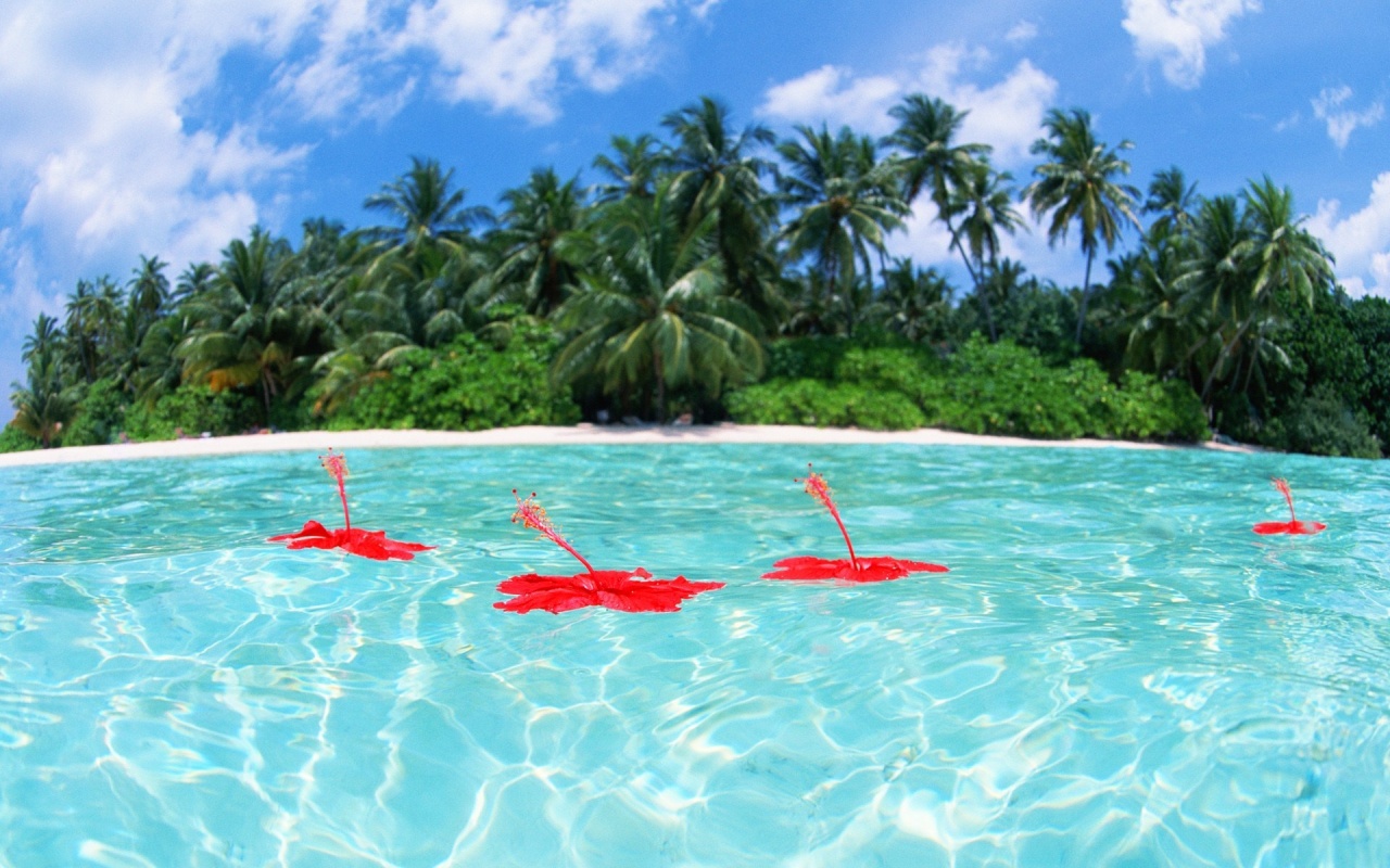 Maldive Islands, Flowers Hibiscus Floating On The Sea