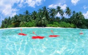 Maldive Islands, Flowers Hibiscus Floating On The Sea maldives