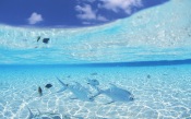 Maldives, School Of Fish In Clear Water