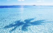 Maldives, Biyadhoo Island Resort, Shadow Of Palm Trees On The Water