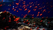 School Of Fish On The Reefs