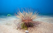 Seabed. Tube Anemone