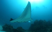 Stingray Fish