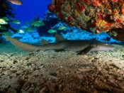 Shark, Virgin Islands