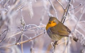 A Bird On A Branch