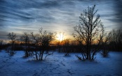 Sunset In Winter Forest