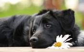 A Dog With Daisies
