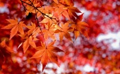 Autumn, Red Leaves