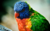 Colorful Parrot