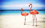 Pink Flamingos On Beach