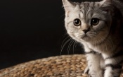 Pop-Eyed Kitten