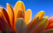 The Petals Of Chrysanthemum