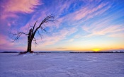 Broken Tree In The Snowy Tundra