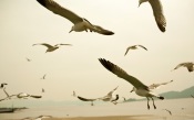Sea Gulls Flying