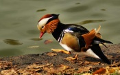 Mandarin Duck