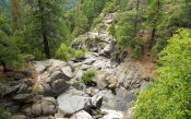 Stream in a Mountain Forest