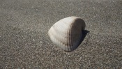 White Shell