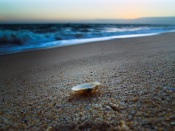 Seashell