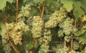 White Grapes. France