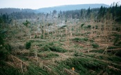 Yann Arthus Bertrand. Trees Downed By Storm