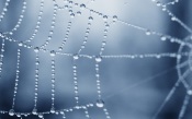 Dew Drops On The Web