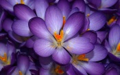 Purple Flowers Of Crocus