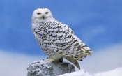 Snowy Owl