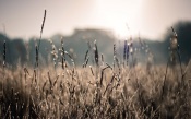 Wheat Field