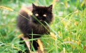 Black Cat Eats Grass
