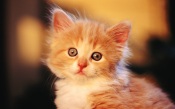 Cute Ginger Kitten