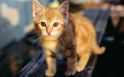 Kitten On Bench