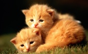 Two Little Kittens