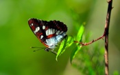Butterfly on a Branch