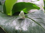 Butterfly Sits on a Green Leaf