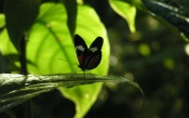 Butterfly Sitting in the Shade of a Tree