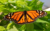 Monarch Butterfly in the Grass