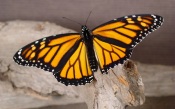 Monarch Butterfly