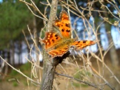 Polygonia