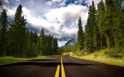 Road Through the Forest