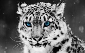 Snow Leopard