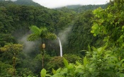 The Jungle Tropics
