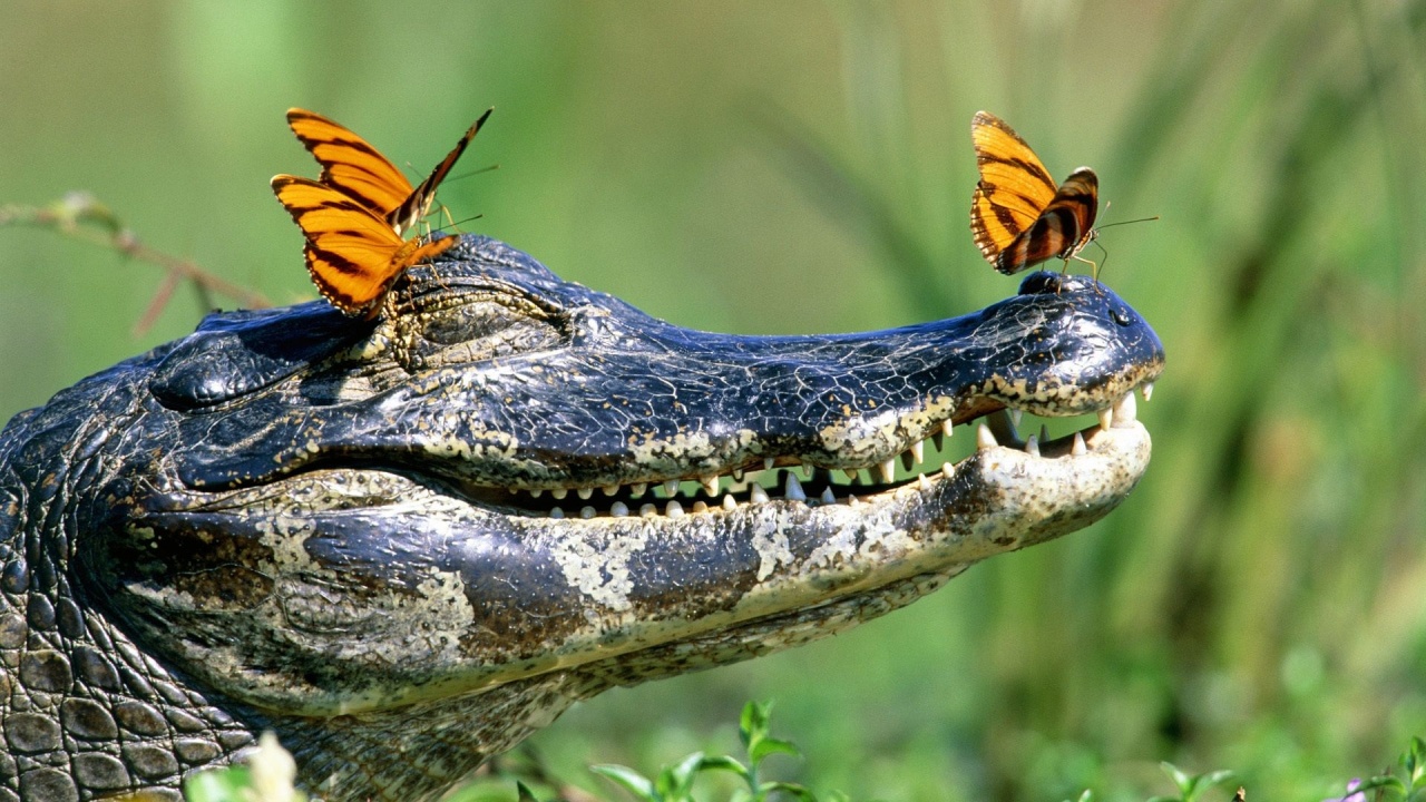 Three Butterflies on a Crocodile