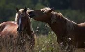 Whisper Horses