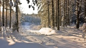 Winter Forest