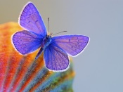 Xerces Blue Butterfly