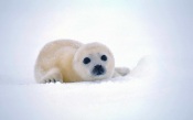 Baby Greenland Seal