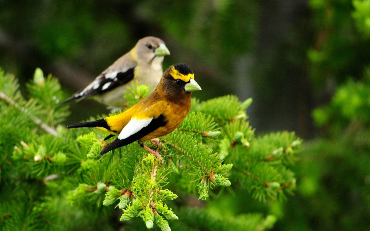 Birds with Green Beaks