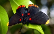 Black and Red Butterfly on a Leaf