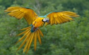 Blue and Yellow Macaw in Flight